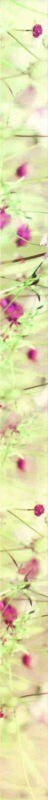 Luna SPRING Listwa 4,5x75 Luna SPRING Listwa 4,5x75